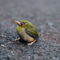 鳥類