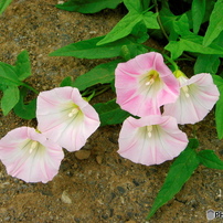 KONICA MINOLTA(コニカミノルタ)のデジタルカメラDIGITAL現場監督 DG