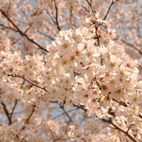 桜色の空