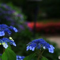 散って後までも花は花