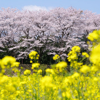 2010年桜の写真