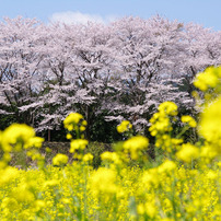 2010年桜の写真_19