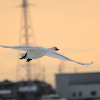 野中の白鳥