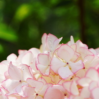 紫陽花とツツジ