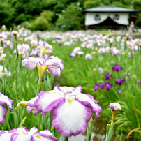 菖蒲園