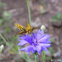 OLYMPUS(オリンパス)のデジタルカメラX250,D560Z,C350Z で撮影した写真