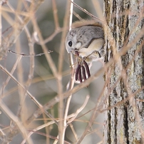 モモンガ の写真 画像 写真集 写真共有サイト Photohito