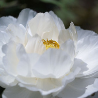 井頭公園　牡丹　G1