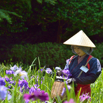 薬師池公園の花しょうぶ、あじさい、花がら摘み