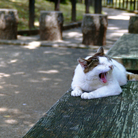6月18日 午後のお猫様を Nikon Zoom 310AFで…01