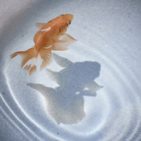 金魚の写真 画像 写真集 写真共有サイト Photohito