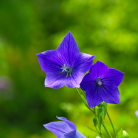 Blue in the rainy season