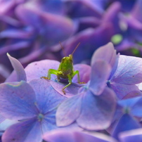 紫陽花の國から