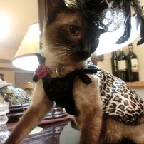 CASIO(カシオ)のデジタルカメラHIGH SPEED EXILIM EX-ZR400 で撮影した