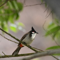 野鳥7