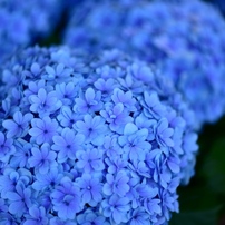 紫陽花２