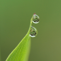 春雨