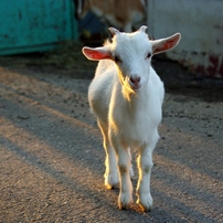 生き物たち