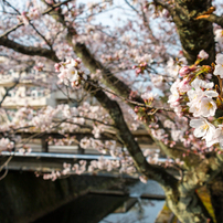 加賀温泉郷の桜