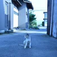 横顔
