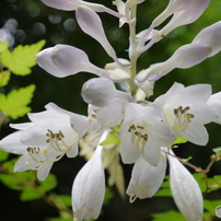 野に咲く花