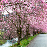 しだれ桜のたけくらべ広場