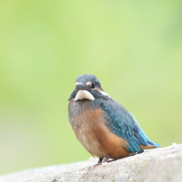 大井沢渓流の野鳥達