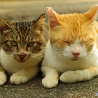 ねこ　その１６８