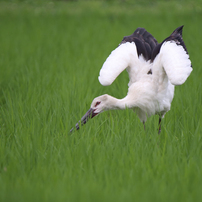 コウノトリ