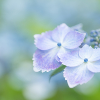 *夏のお花たち*