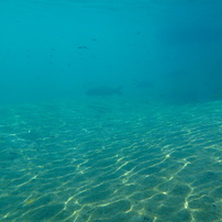 夏の川 訪問