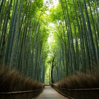 嵯峨野竹林の道