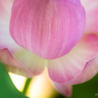 flower♡♡