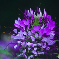 KYOCERA(京セラ)のレンズ Carl Zeiss Vario-Sonnar T* 100-300mm