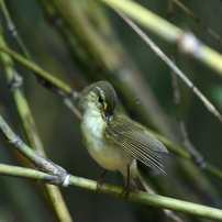 野鳥３