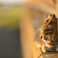 ねこ