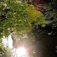 TAMRON(タムロン)のレンズ AF 28-200mm F/3.8-5.6 XR Di Aspherical 