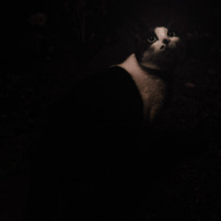我が町の猫２