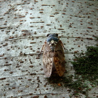 SONY(ソニー)のデジタルカメラサイバーショット DSC-T70 で撮影した