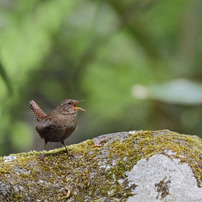 野鳥