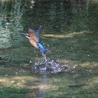 カワセミ　Ⅳ