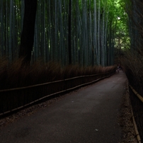 京都 嵐山竹林