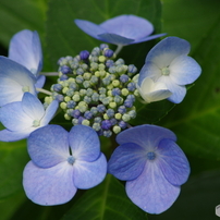 高原の紫陽花