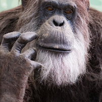 王子動物園