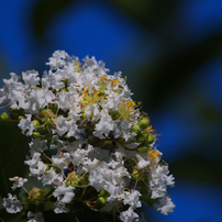 盛夏の花・１