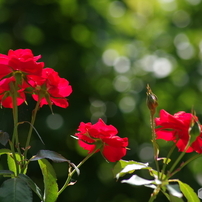 秋の薔薇