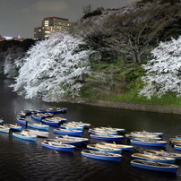 千鳥ヶ淵の夢