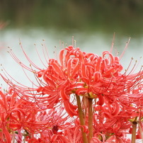 岸辺の曼珠沙華11