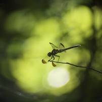 8月蜻蛉