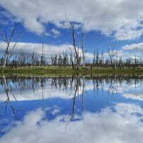 Mirror of nature